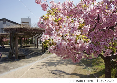 倉敷川:春季,倉敷川臨水公園的河津櫻花盛開 倉敷川:春季,倉敷川臨水公園的河津櫻花盛開 125069022