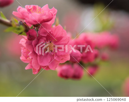 Pink peach blossoms "Kanhi" bloom in April 125069048