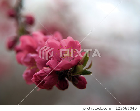 Pink peach blossoms "Kanhi" bloom in April 125069049
