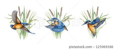 Flying kingfisher bird with water plants background watercolor illustration set. Common kingfisher in flight against the backdrop of river grass design collection. Flying bird on white background 125069386