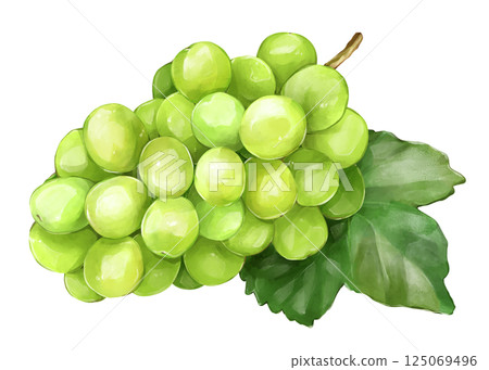 用樹葉照耀馬斯喀特 125069496