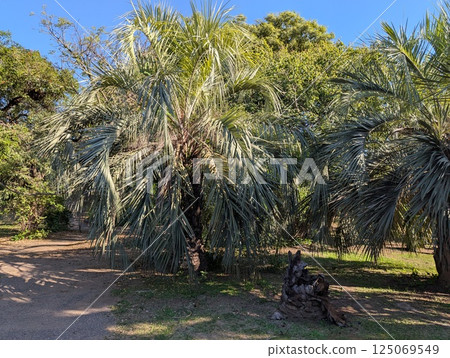 Palm grove in the botanical garden of the city of Cordoba in Argentina. A favorite place for recreation for city residents Palm grove in the botanical garden of the city of Cordoba in Argentina. A favorite place for recreation for city residents 125069549