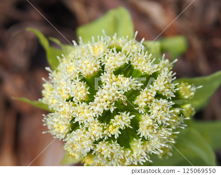A cute butterbur bud A cute butterbur bud 125069550
