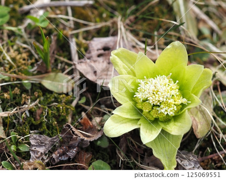 A cute butterbur bud 125069551
