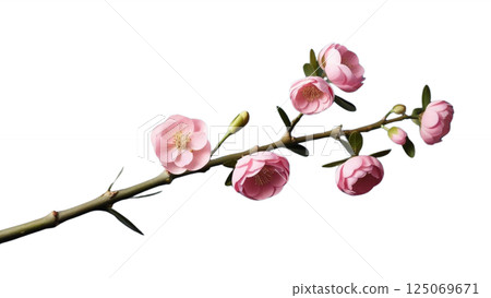 Twig of pink limonium flowers isolated 125069671