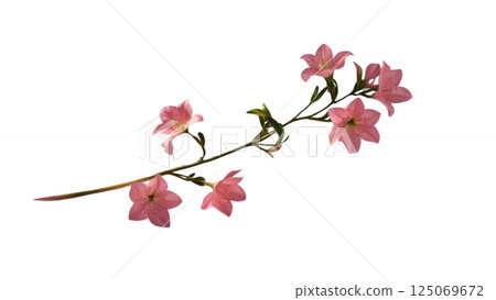 Twig of pink limonium flowers isolated 125069672