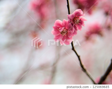 四月盛開的紅梅“紅南昭和” 125069685