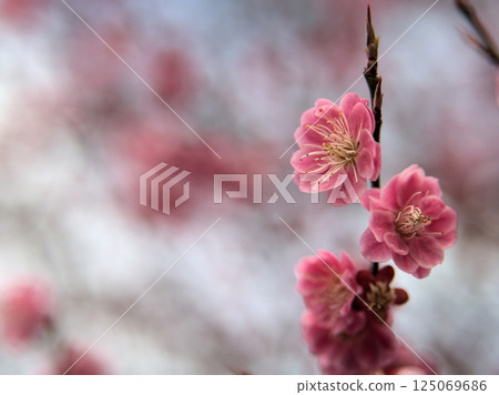 Red plum blossoms blooming in April, "Kounanshomu" Red plum blossoms blooming in April, "Kounanshomu" 125069686