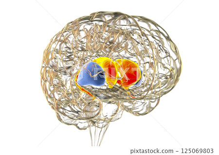 Dorsal striatum highlighted in human brain, 3D illustration 125069803