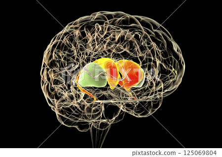 Dorsal striatum highlighted in human brain, 3D illustration Dorsal striatum highlighted in human brain, 3D illustration 125069804