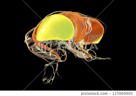 Dorsal striatum highlighted in human brain, 3D illustration Dorsal striatum highlighted in human brain, 3D illustration 125069805