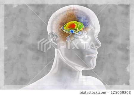 Brain dorsal striatum anatomy, 3D illustration in sketch style Brain dorsal striatum anatomy, 3D illustration in sketch style 125069808