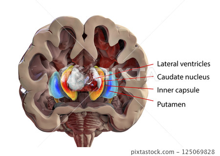 Human brain anatomy, basal ganglia, 3D illustration Human brain anatomy, basal ganglia, 3D illustration 125069828