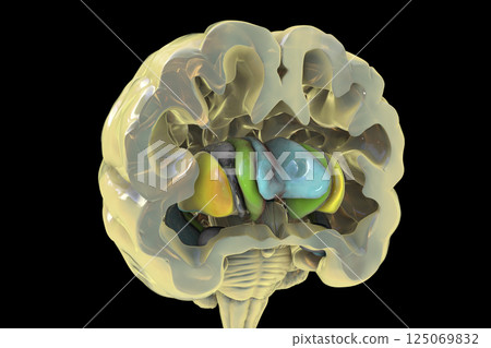 Human brain anatomy, basal ganglia, 3D illustration Human brain anatomy, basal ganglia, 3D illustration 125069832
