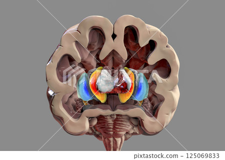 Human brain anatomy, basal ganglia, 3D illustration Human brain anatomy, basal ganglia, 3D illustration 125069833