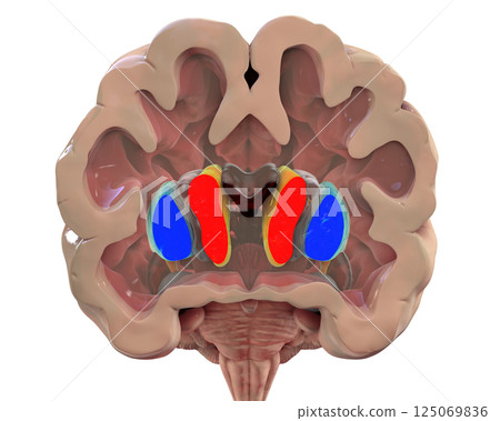 Coronal section of a healthy brain showing normal anatomy of basal baglia and ventricles 125069836