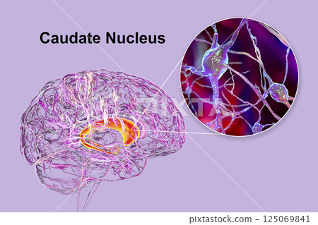 Caudate nuclei highlighted in human brain and closeup view of its neurons Caudate nuclei highlighted in human brain and closeup view of its neurons 125069841