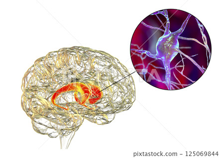 Caudate nuclei highlighted in human brain and closeup view of its neurons Caudate nuclei highlighted in human brain and closeup view of its neurons 125069844