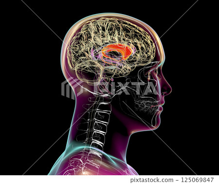 Caudate nuclei highlighted in human brain, 3D illustration Caudate nuclei highlighted in human brain, 3D illustration 125069847