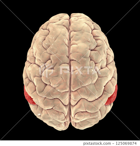 Human brain with highlighted angular gyrus 125069874