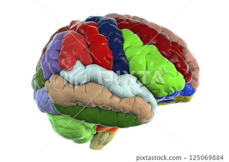 Human brain with gyri highlighted in different colors Human brain with gyri highlighted in different colors 125069884