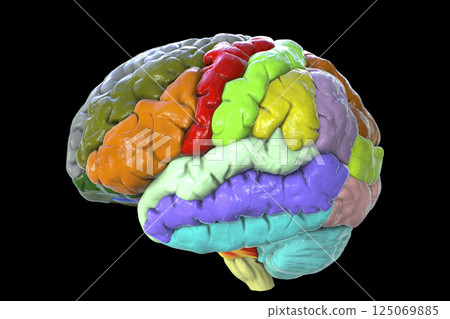Human brain with gyri highlighted in different colors Human brain with gyri highlighted in different colors 125069885