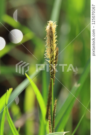 Nature Plants: Sedges, a plant of the Cyperaceae family. Male spikelets in early April, fresh after flowering. Nature Plants: Sedges, a plant of the Cyperaceae family. Male spikelets in early April, fresh after flowering. 125070167