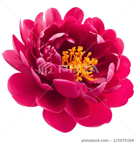 Peony bloom PNG flower head transparent background Peony bloom PNG flower head transparent background 125070169