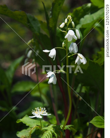 Osabagusa on Mt. Teishaku 125070259