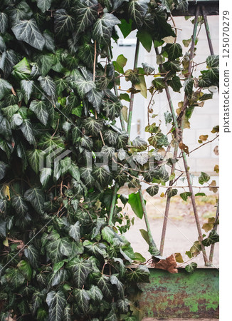 Deep green ivy background. Ivy foliage on rusty fence. Fresh ivy leaves. Deserted house covered with ivy. Abandoned garden. Ivy wall. Environment concept. Gardening details. Deep green ivy background. Ivy foliage on rusty fence. Fresh ivy leaves. Deserted house covered with ivy. Abandoned garden. Ivy wall. Environment concept. Gardening details. 125070279