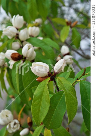 White Karatane Ogatama flowers (spring, April) 125070333