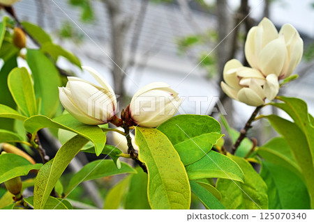 White Karatane Ogatama flowers (spring, April) 125070340