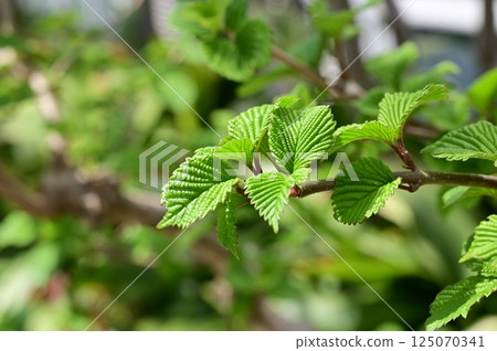 New shoots of Viburnum sieboldii (Caprifoliaceae, Caprifoliaceae) 125070341