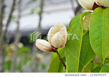 White Karatane Ogatama flowers (spring, April) 125070375