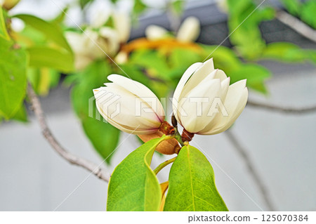 White Karatane Ogatama flowers (spring, April) 125070384