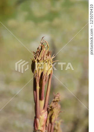 Ostis Tree Peony 125070410