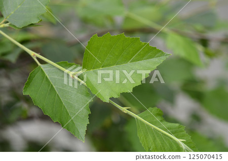 Birch Summer Cascade 125070415
