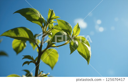 Top-down photograph of fresh basil leaves forming a tree silhouette, clean white background, high detail, rich green contrasts, evoking freshness 125070417