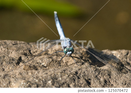 A blue dragonfly seen from the front 125070472