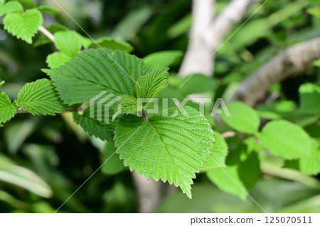 New shoots of Viburnum sieboldii (Caprifoliaceae, Caprifoliaceae) New shoots of Viburnum sieboldii (Caprifoliaceae, Caprifoliaceae) 125070511