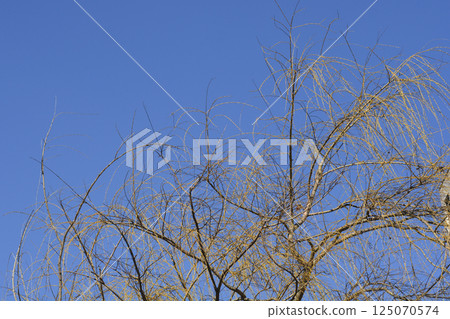 Golden Weeping Willow Golden Weeping Willow 125070574