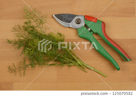 Fresh dill sprigs 125070582