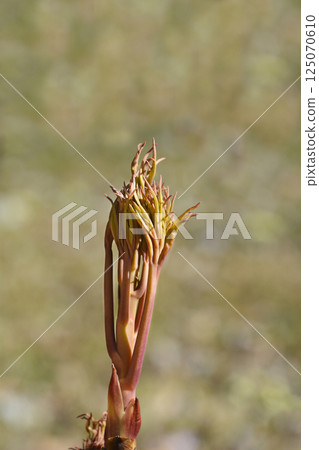 Ostis Tree Peony Ostis Tree Peony 125070610