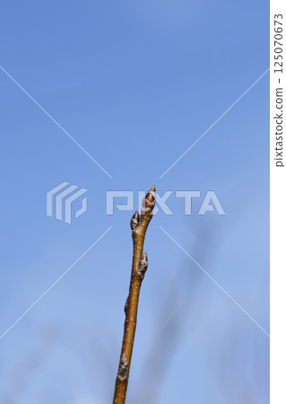 Bird cherry Bird cherry 125070673