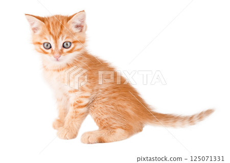 Little red Kitten Isolated On White Background 125071331