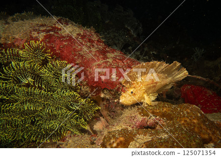 Awesome Leaf scorpionfish, Taenianotus triacanthus, or paperfish, shot at a tropical coral reef Awesome Leaf scorpionfish, Taenianotus triacanthus, or paperfish, shot at a tropical coral reef 125071354