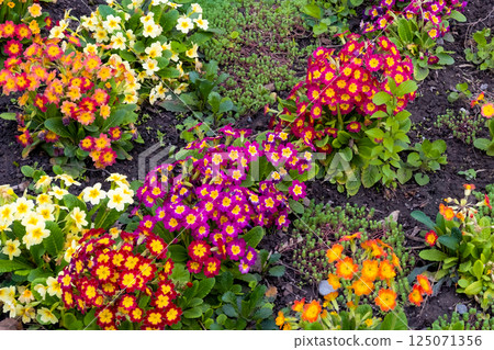 spring flowers in the front garden close-up 125071356