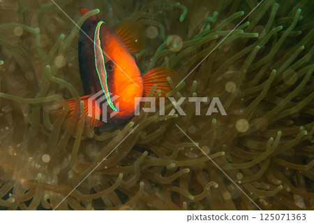 A closeup shot of a Clownfish or Anemonefish peaking out from its host anemone 125071363