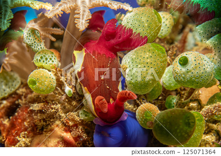 A beautiful view of a colorful sea slug among green sea squirts. Nudibranch, Nembrotha chamberlaini 125071364