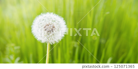white dandelion on the background of spring green grass white dandelion on the background of spring green grass 125071365